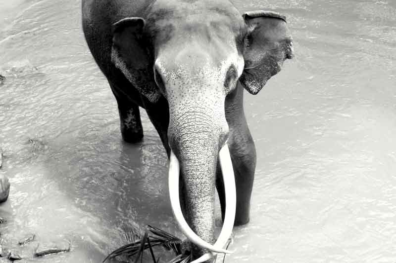 Gipsyhearts_srilanka-elephant-walldecor