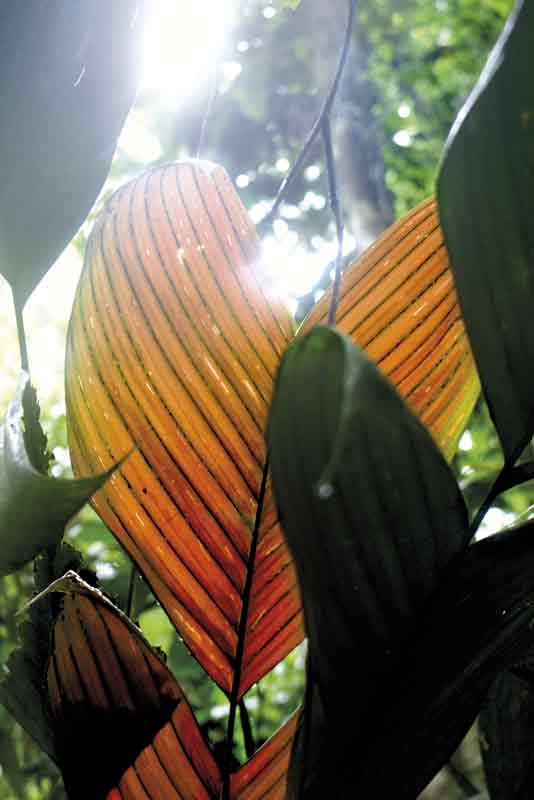 gipsyhearts-peru-rainforest-heart-walldecor