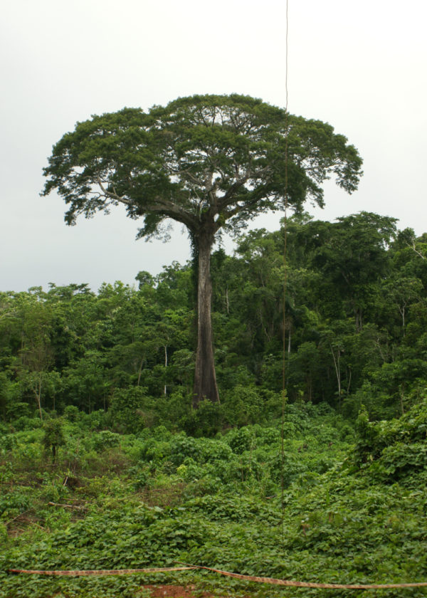 wandbild Jungle Peru
