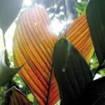 Das Herz des Dschungels